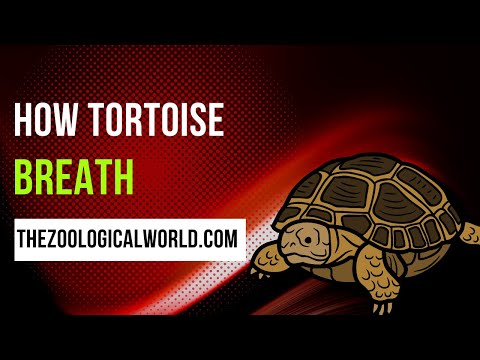 How Tortoise breath || How to do tortoise breathing exercise || How do turtles breathe underwater?