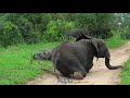 Can an elephant survive a surprise attack by a black Mamba snake #Animal World #Elephants   #4a62c