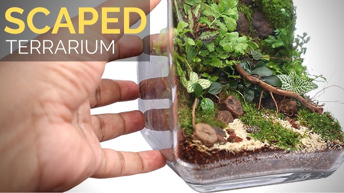 Mossarium 101: A Complete Guide To Making Your Own Moss Terrarium!