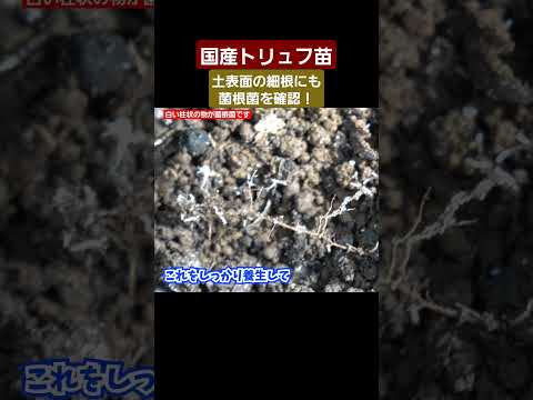 鉢植えで国産トリュフ収穫しちゃう？♪#トリュフ #国産トリュフ #トリュフ栽培 #菌根菌