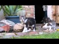 FWU - Hund und Katze - Trailer