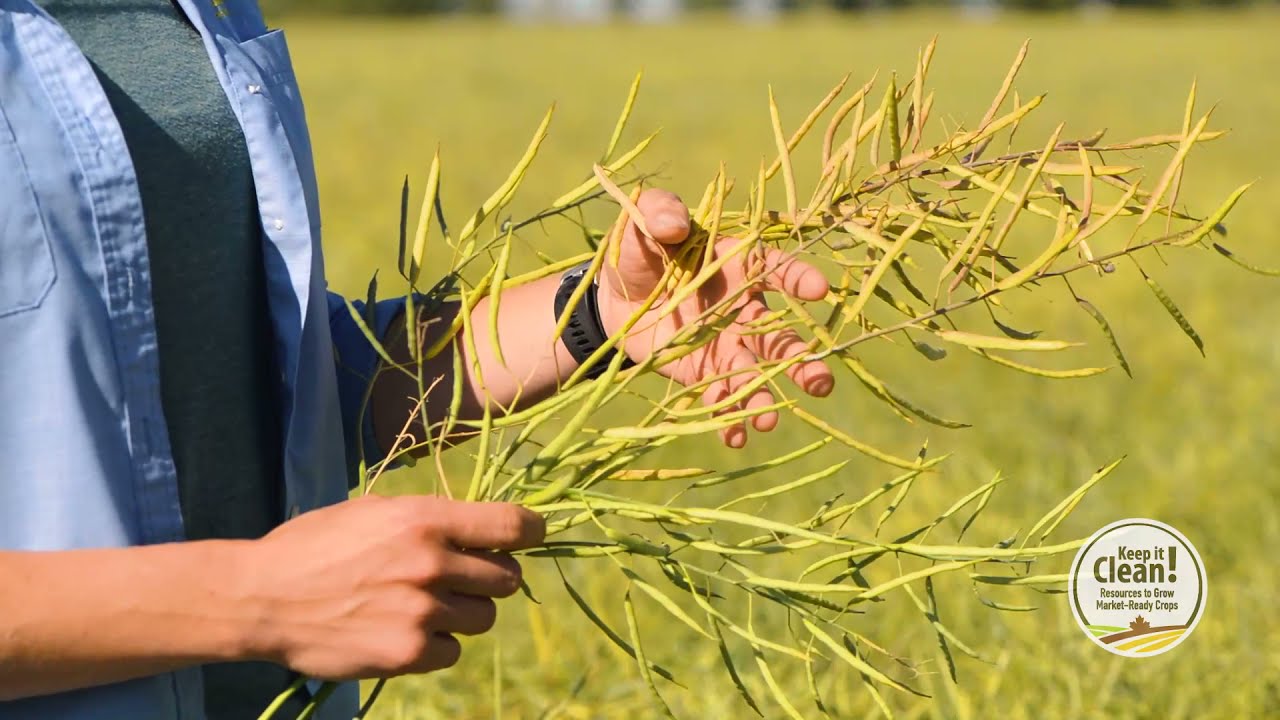 PreHarvest Glyphosate Application in Canola YouTube
