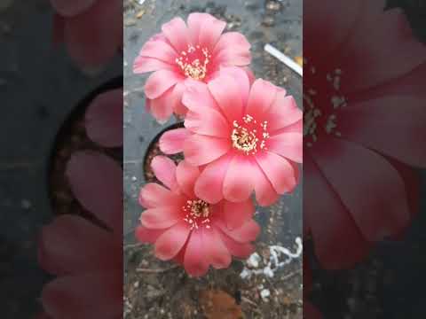 Echinopsis hybrid #echinopsis