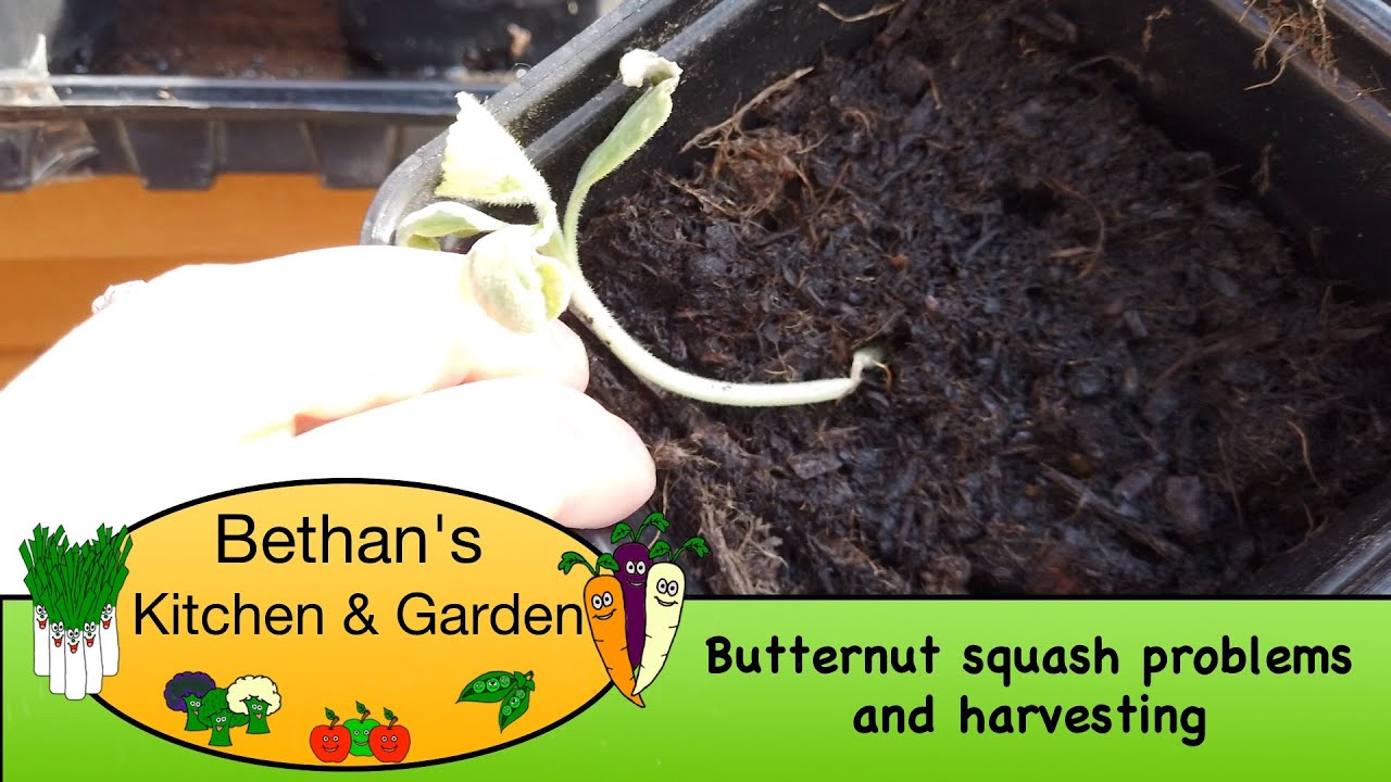 Butternut squash problems and harvesting YouTube