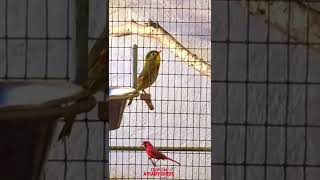 Pekin Robin Singing | redbilled leiothrix | Chinese nightingale