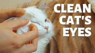 How to Clean Your Cat's Eyes | 4 Step Tutorial to Care for Cat’s Eyes by Furry Diary 20,695 views 2 years ago 4 minutes, 15 seconds