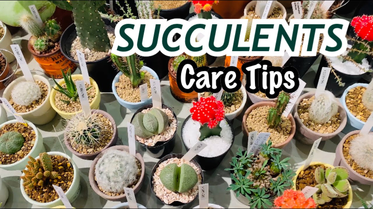 Succulents Care Tips 