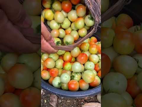 3rd Harvest of my Tomatoes | DoyMo #probinsyalifestyle #simpleliving #cooking