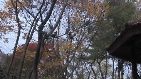 Pigeon: video dictionary definition