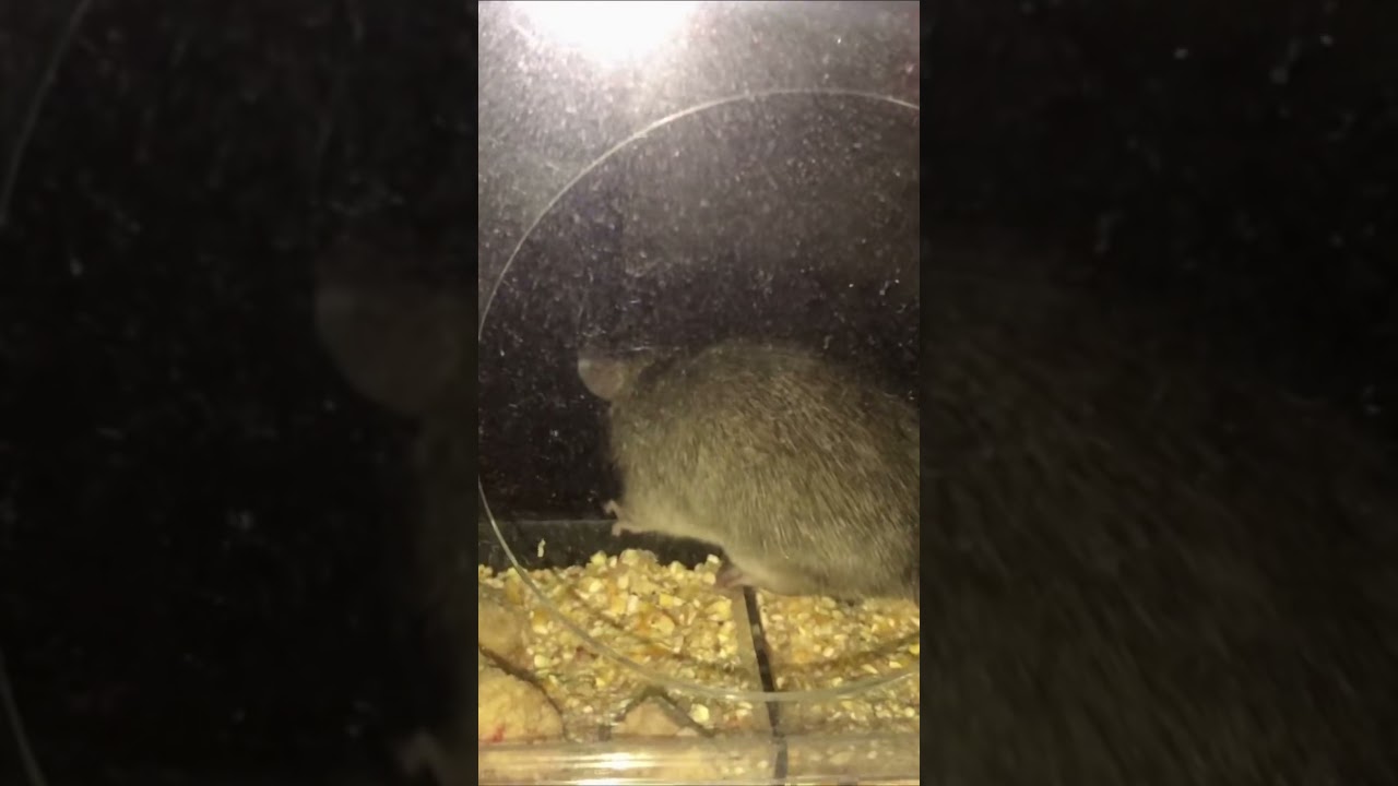 Cute Mouse In My Window Bird Feeder | No Fuss
