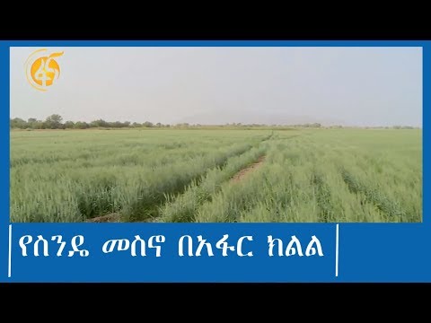 ቪዲዮ: በቤሎፖልስኪ ፕሮጀክት መሠረት INION ን ይመልሱ