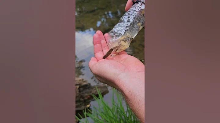 Makeshift trap for catching minnows to use as fishing bait. Or to eat