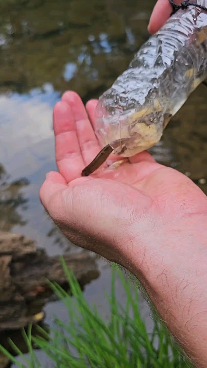 Makeshift trap for catching minnows to use as fishing bait. Or to eat