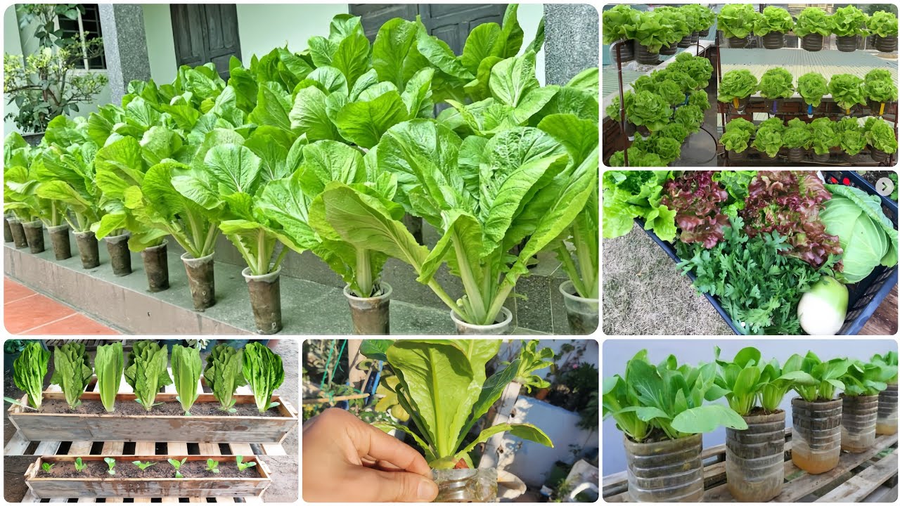 زراعة الخس في المنزل: 🥬✨ أسهل مما تتخيل! بدون مساحة [ #دليل_للمبتدئين ]