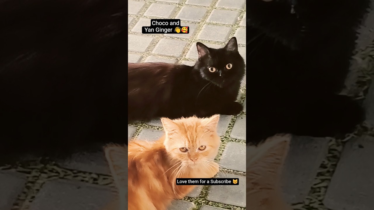 👋🤩 Привет, как дела? 🥰 