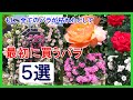 【初心者向け】この品種は外せない!★今、バラを始めるとして買う品種 5選