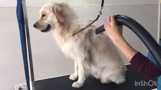 Golden retriever grooming (sky)