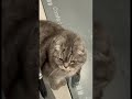 Привет из нового дома от Рокфора из Кастрополя ( Крым)