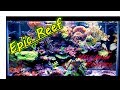 Chads Epic Reef Tank Tank Tour