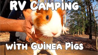 RV Camping with Guinea Pigs