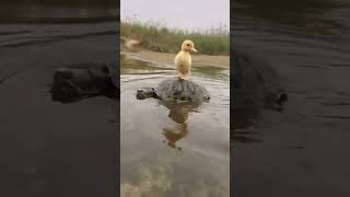 Duck dog funny videos friend,s