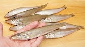 シロギスの腹開き 茅ヶ崎港 一俊丸 Youtube