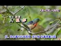 雪泣夜 字義版 音圆 950151