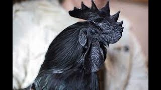 Top 10 black cocks
