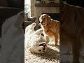 🐈 Best Friends or Worst Enemies? 😂 | Cat &amp; Dog Playtime
