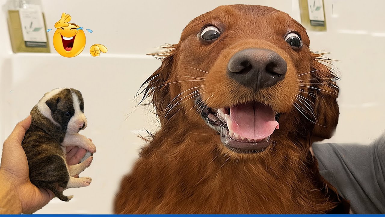 You Will Die Laughing At These Dogs 😹🐶The Funniest Dog Moments Compilation 🐾