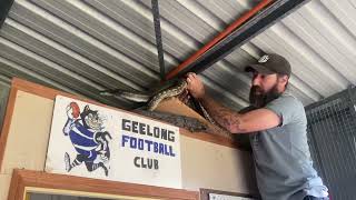 Celebrity Python Bites Snake Catcher's Nose Net Worth