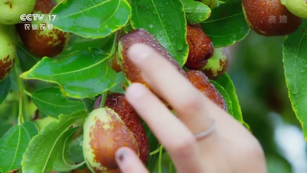 中国三农报道]新疆和田大枣|农业致富经Agriculture And Farming - YouTube