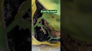 These hatchlings are ready for a protein snack!! Let's try some fruit flies out for size 🪰