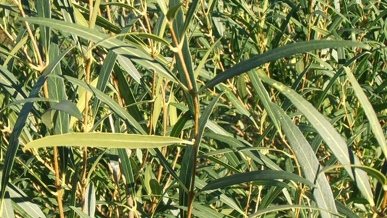 LABIÉRNAGO: Phillyrea angustifolia (www.riomoros.com)