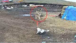Anatiolian shepherd dog chases off wolves!!!