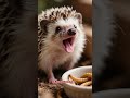 Hedgehog shorts 11
