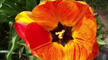 vidubiology: highlights module 1 taking photos