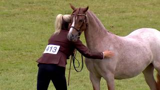 Merlod Cymreig - Eboles neu Adfarch Blwydd | Welsh Ponies - Yearling Filly or Gelding
