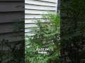 Lennox HVAC System: Quick Insights and Bamboo Woes