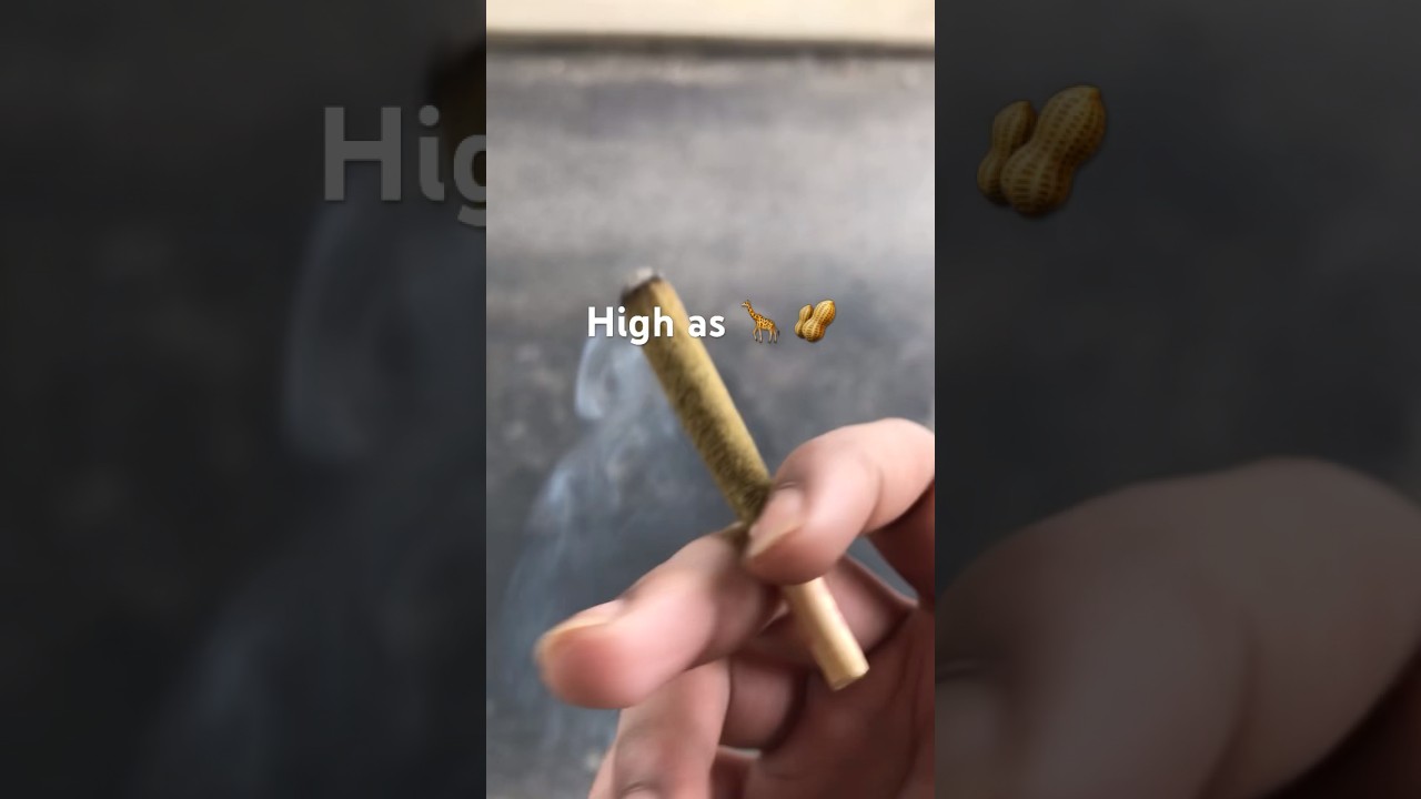 Crude boys tarantula pre roll (review)