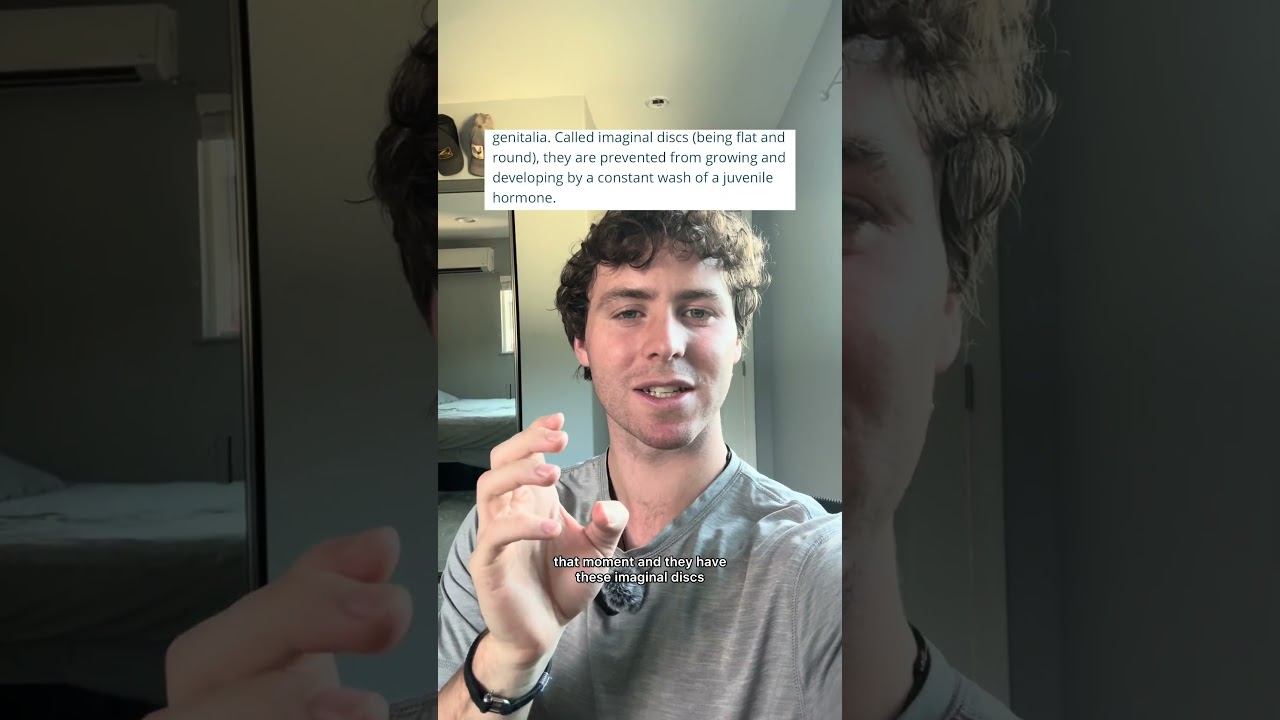 How do caterpillars actually turn into butterflies? What happens in the cocoon? 