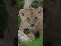 Cute Baby Lion Cubs