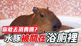 【寵物餐廳】水豚被關在浴廁裡超不愉快的動物咖啡廳體驗【維特】