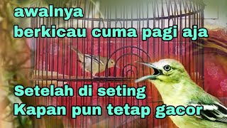 Cara mengatasi burung sirtu yang gacor nya cuma di pagi hari aja.