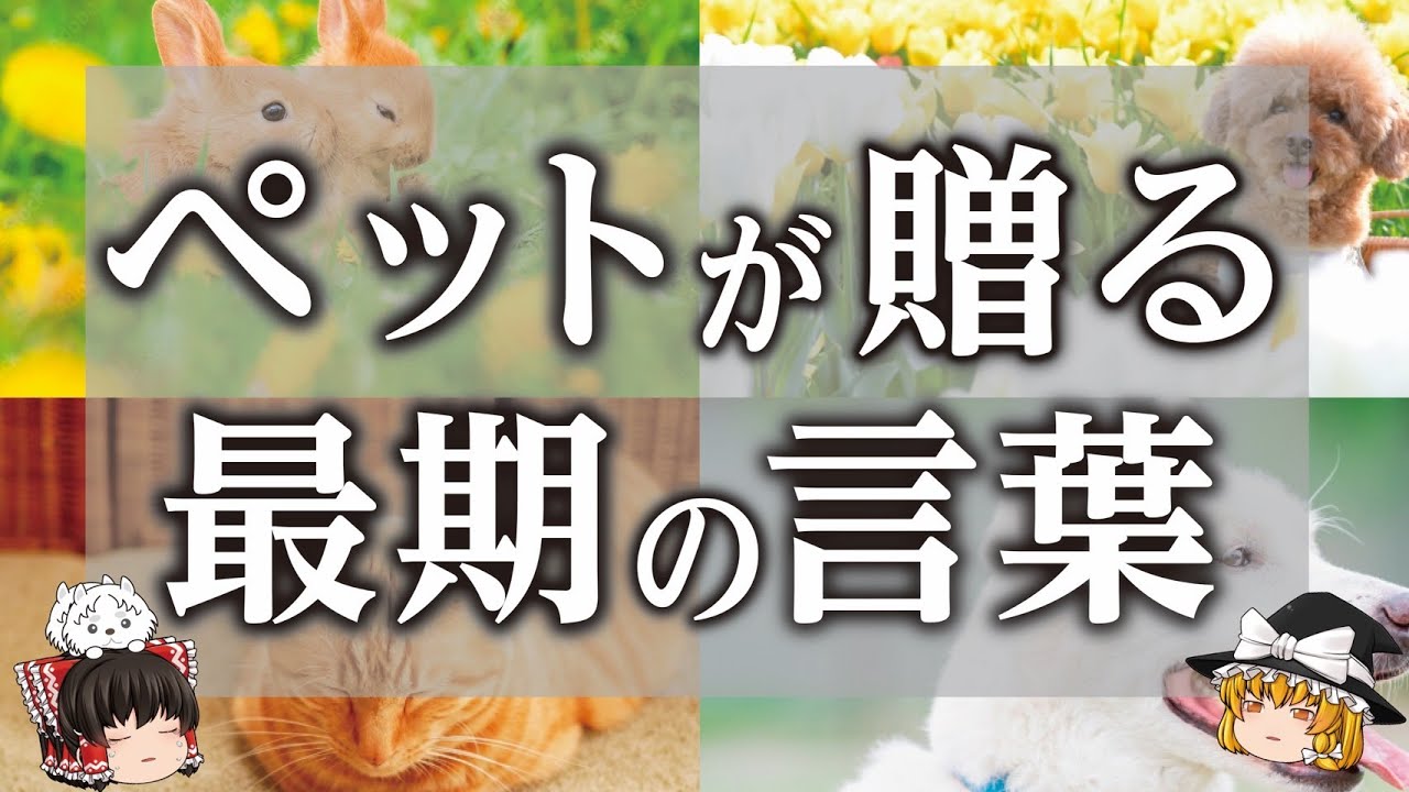 【スピリチュアル】「きっとまた会える」亡くなったペットが最期に残したあなたと再び会う日の約束とは…【ゆっくり解説】