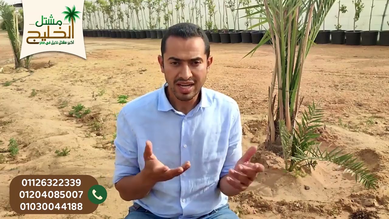 تجهيز الجور لزراعة النخيل - مشتل الخليج - الجزء الثاني