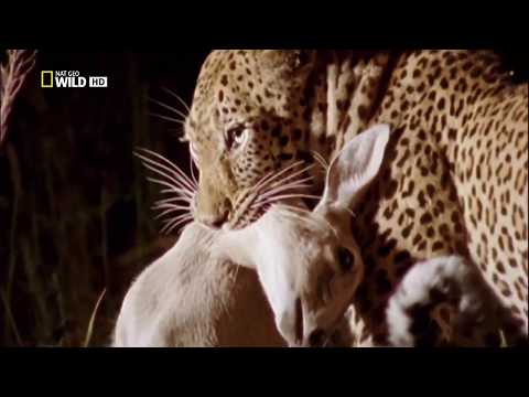Животные мира Леопард Семейство кошачьих Хищники мира Поле боя Людоеды Причина нападений Охота