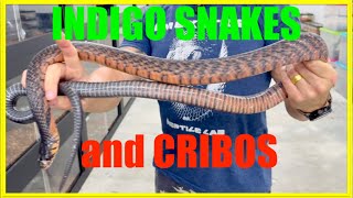 BREEDING FACILITY MALAYSIA | CRIBO AND INDIGO SNAKES