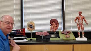 Professor Long - 2401 Lab 1, Levels of Organization