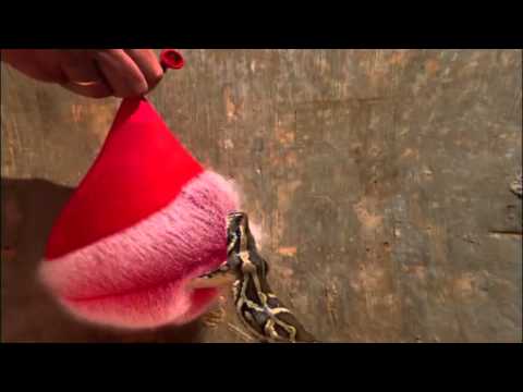 teething rash Burmese Python Strikes Water Balloon (Slow-Motion) | Nature on PBS